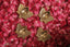 Brass Diya Gift Box (set of 4)